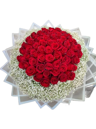 دسته گل رز قرمز طبیعی با بیش از 70 شاخه گل رز قرمز تازه، به همراه ژیسوفیلا سفید با بسته‌بندی کاغذ سفید مات و تزیین با ربان ابریشمی قرمز.